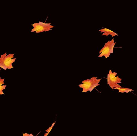 falling leaves gif|falling leaves gif transparent background.